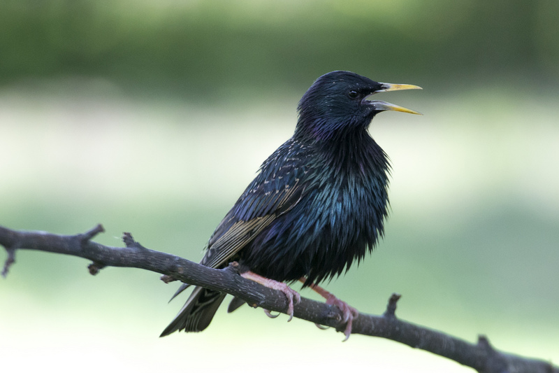 European starling, common starling (Sturnus vulgaris); DISPLAY FULL IMAGE.