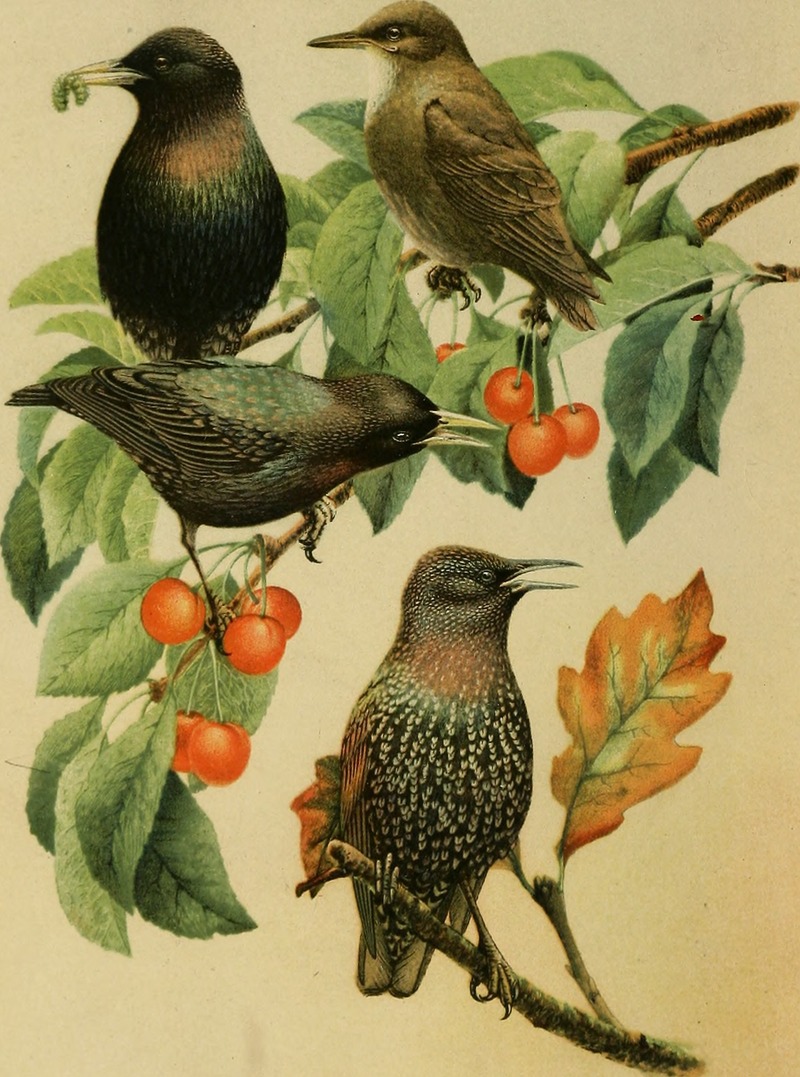 European starling, common starling (Sturnus vulgaris); DISPLAY FULL IMAGE.