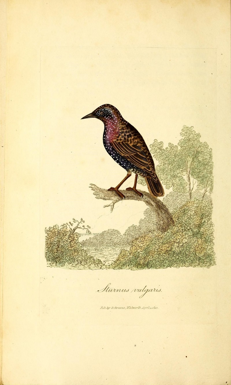 European starling, common starling (Sturnus vulgaris); DISPLAY FULL IMAGE.