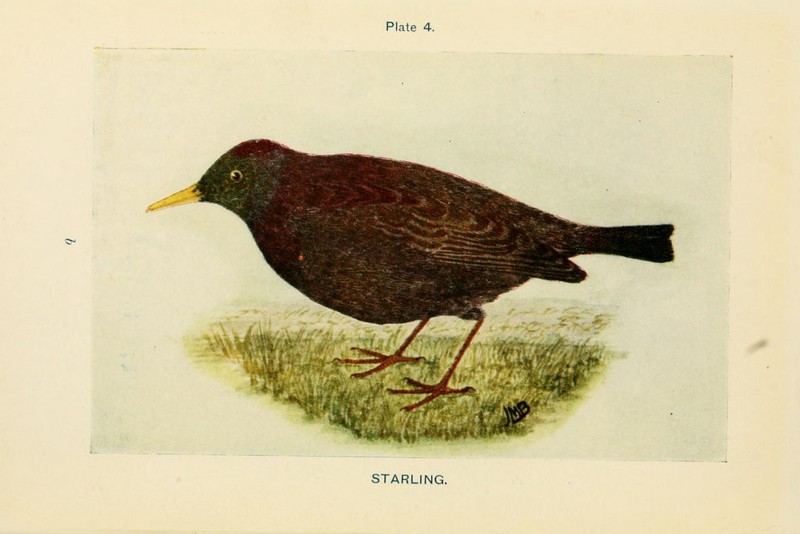 European starling, common starling (Sturnus vulgaris); DISPLAY FULL IMAGE.