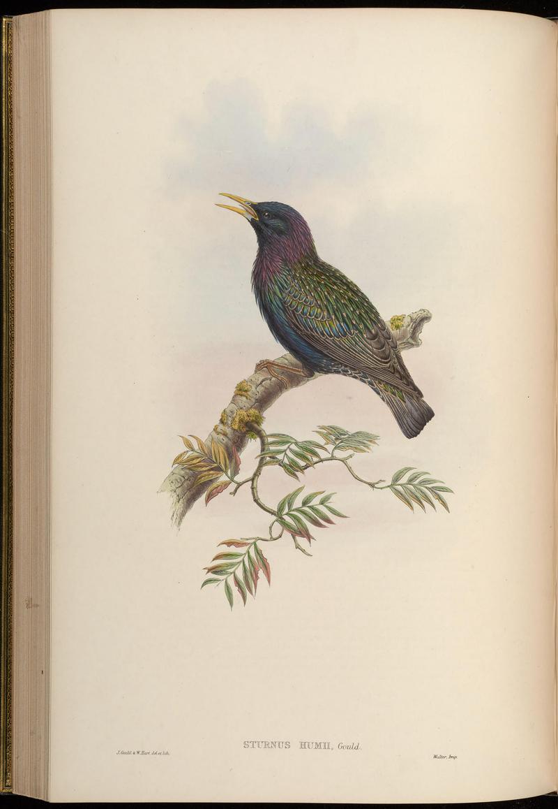 European starling, common starling (Sturnus vulgaris); DISPLAY FULL IMAGE.