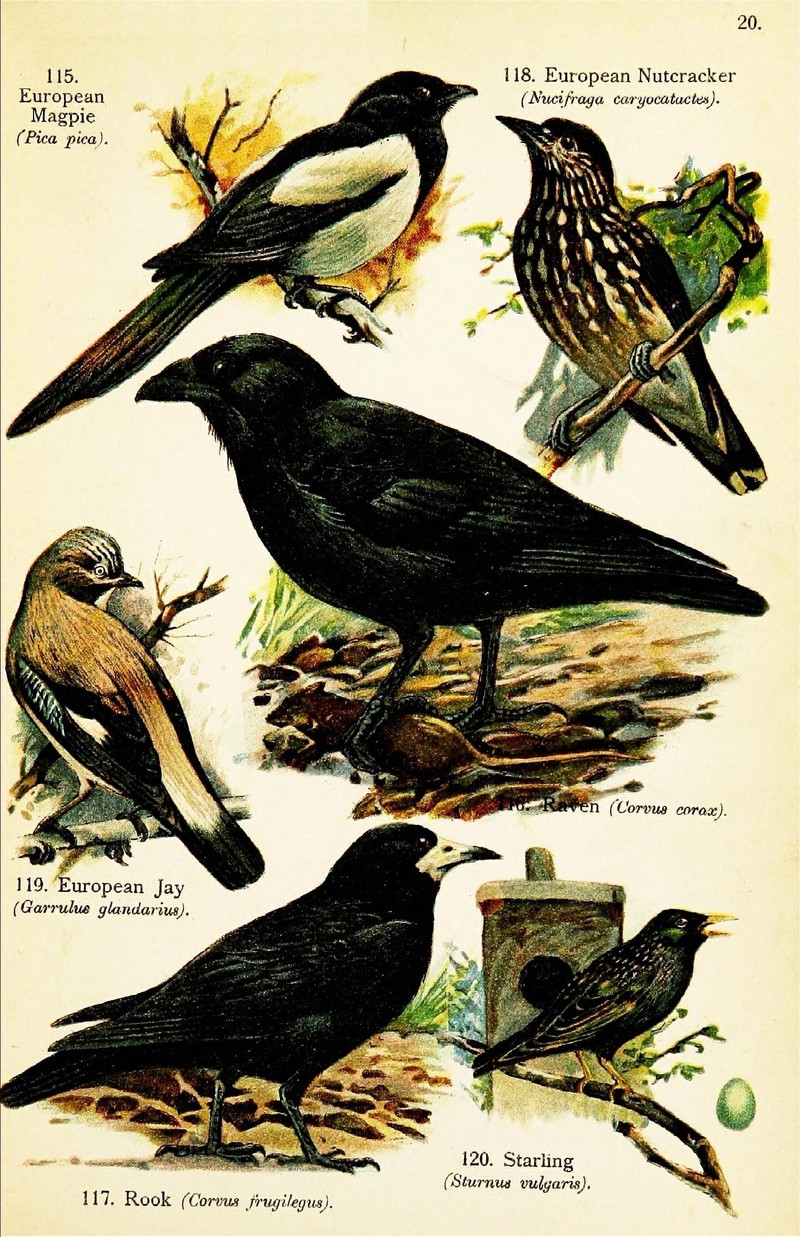 Eurasian magpie (Pica pica), spotted nutcracker (Nucifraga caryocatactes), northern raven (Corvus corax), Eurasian jay (Garrulus glandarius), rook (Corvus frugilegus), European starling (Sturnus vulgaris); DISPLAY FULL IMAGE.
