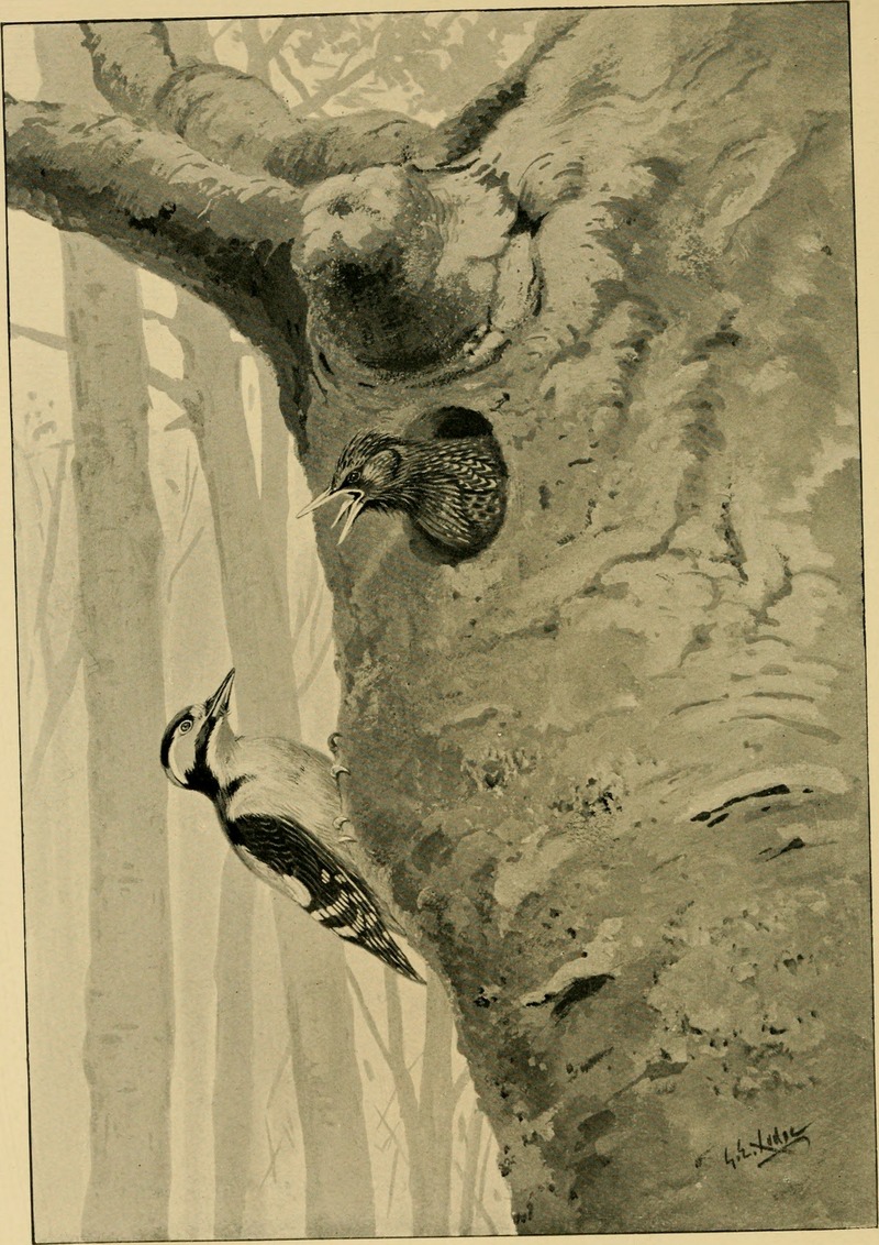 European starling, common starling (Sturnus vulgaris) & woodpecker; DISPLAY FULL IMAGE.