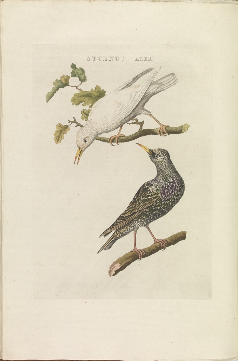 European starling, common starling (Sturnus vulgaris); DISPLAY FULL IMAGE.