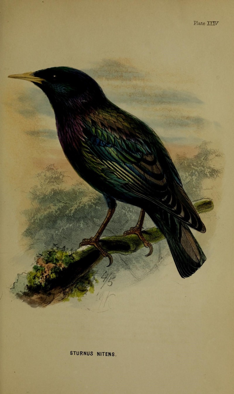 European starling, common starling (Sturnus vulgaris); DISPLAY FULL IMAGE.