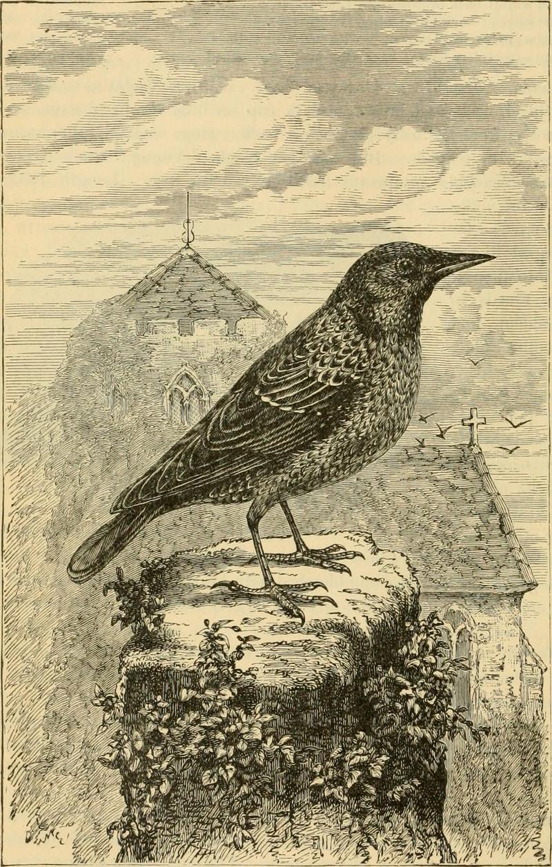 European starling, common starling (Sturnus vulgaris); DISPLAY FULL IMAGE.