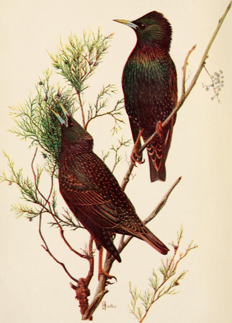 European starling, common starling (Sturnus vulgaris); DISPLAY FULL IMAGE.
