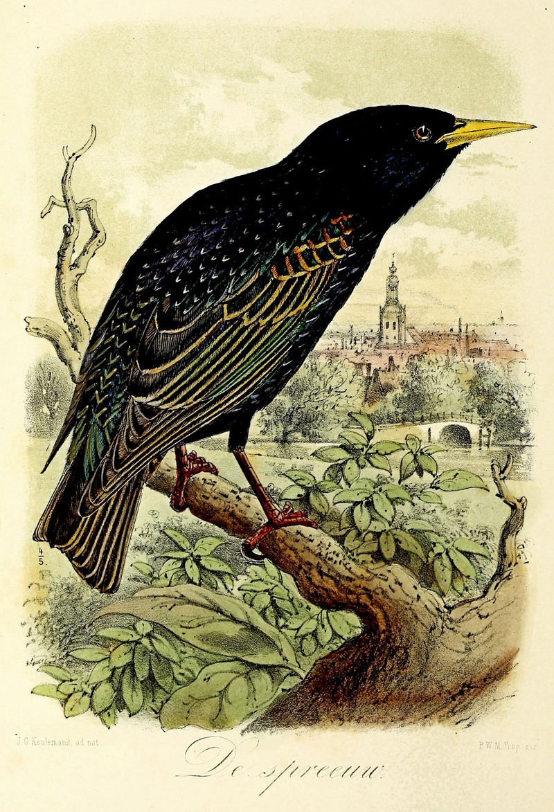 European starling, common starling (Sturnus vulgaris); DISPLAY FULL IMAGE.
