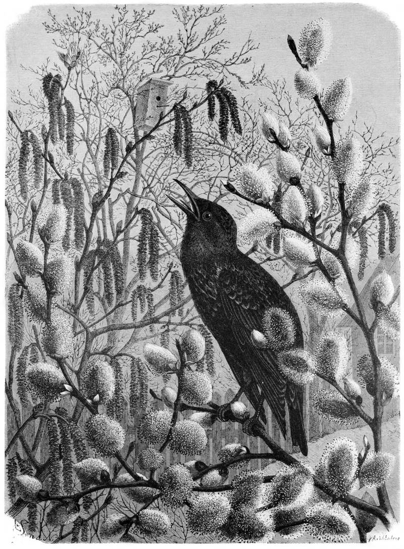 European starling, common starling (Sturnus vulgaris); DISPLAY FULL IMAGE.