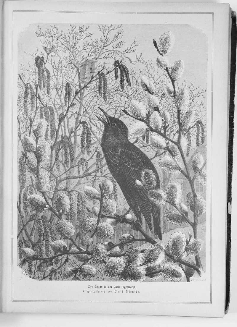 European starling, common starling (Sturnus vulgaris); DISPLAY FULL IMAGE.