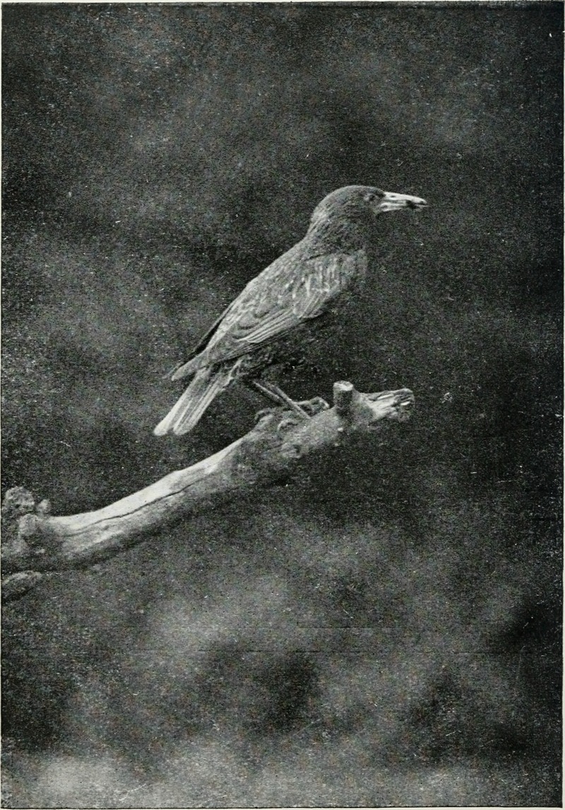 European starling, common starling (Sturnus vulgaris); DISPLAY FULL IMAGE.