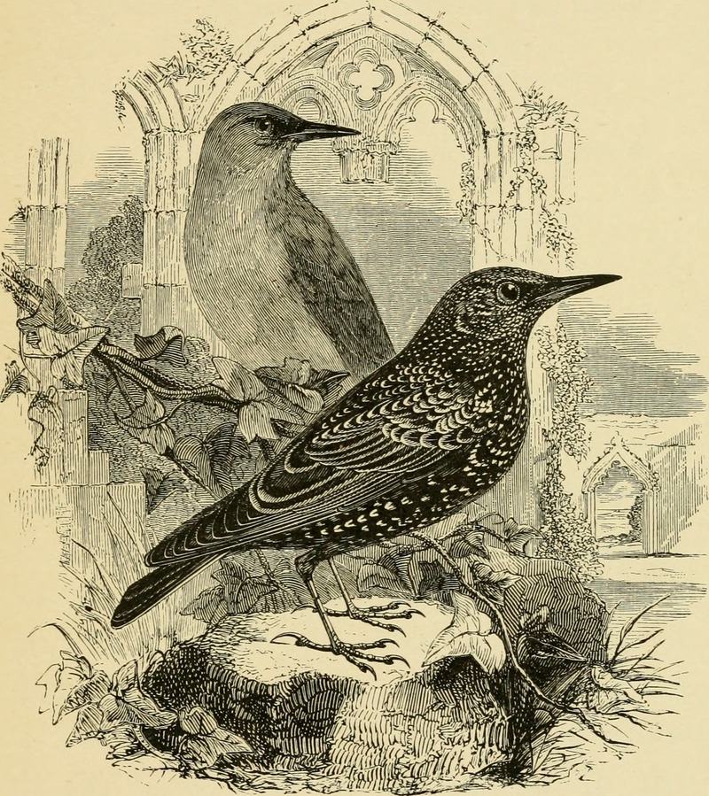 European starling, common starling (Sturnus vulgaris); DISPLAY FULL IMAGE.