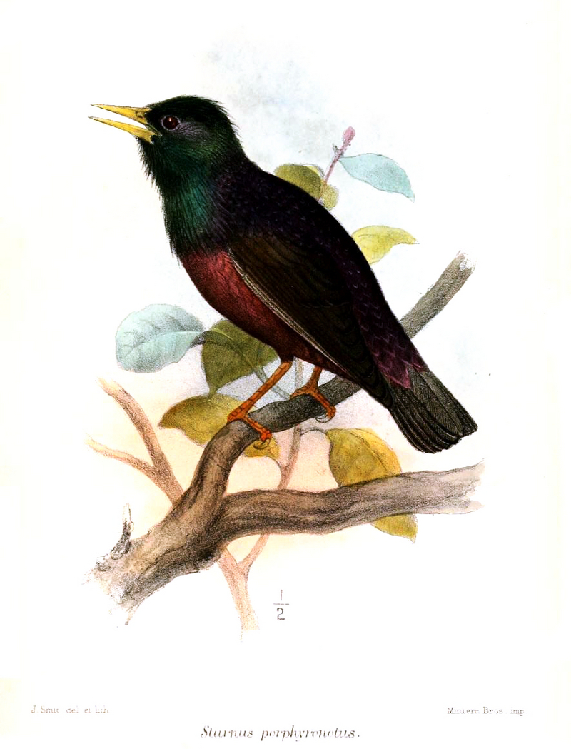 Central Asian Starling (Sturnus vulgaris porphyronotus); DISPLAY FULL IMAGE.
