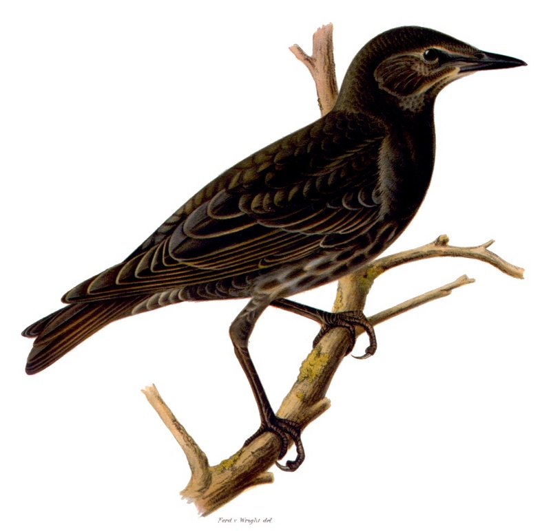 European starling, common starling (Sturnus vulgaris); DISPLAY FULL IMAGE.