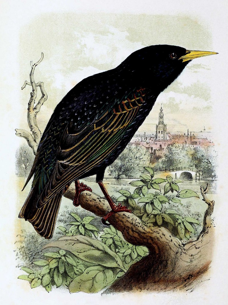 European starling, common starling (Sturnus vulgaris); DISPLAY FULL IMAGE.