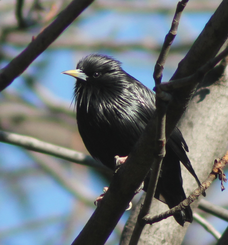 spotless starling (Sturnus unicolor); DISPLAY FULL IMAGE.