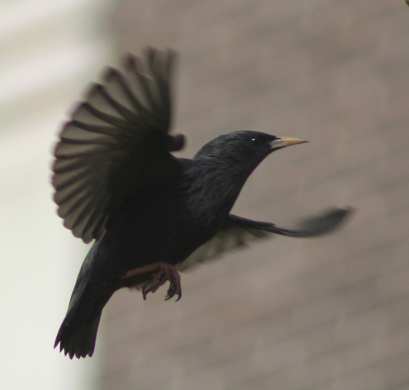 spotless starling (Sturnus unicolor); DISPLAY FULL IMAGE.