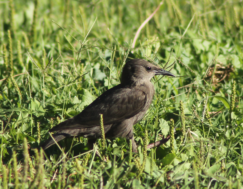 spotless starling (Sturnus unicolor); DISPLAY FULL IMAGE.