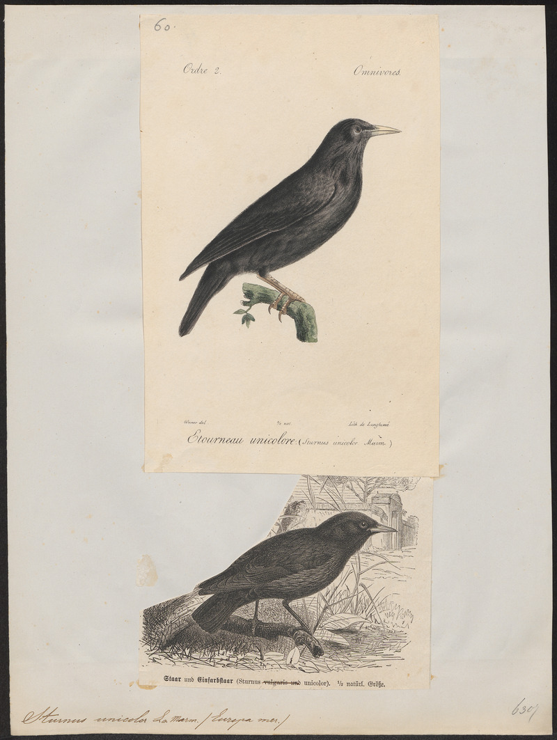 spotless starling (Sturnus unicolor); DISPLAY FULL IMAGE.
