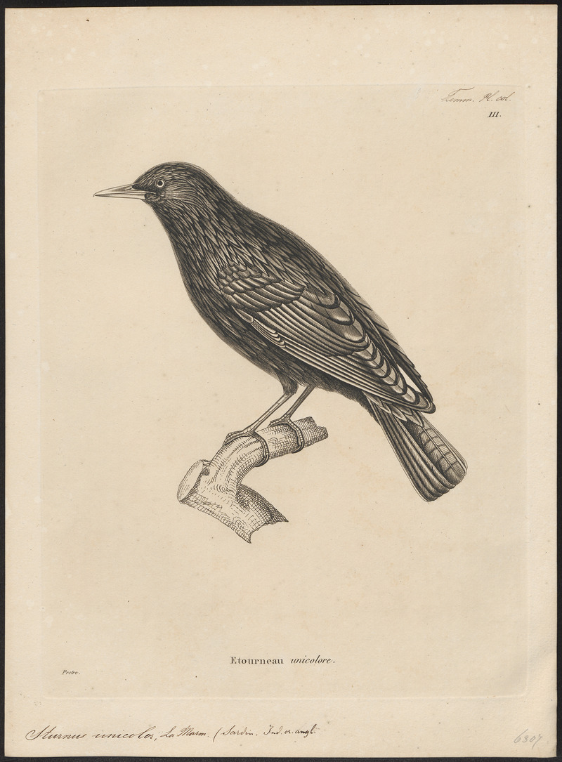 spotless starling (Sturnus unicolor); DISPLAY FULL IMAGE.