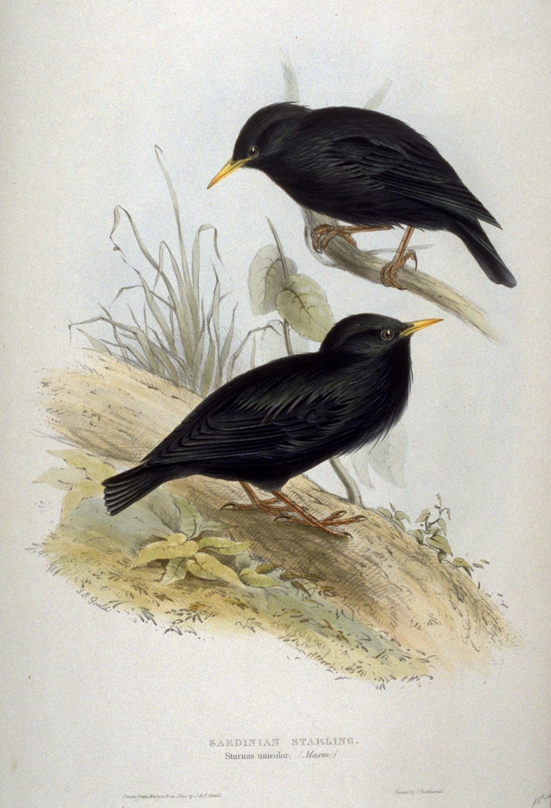 spotless starling (Sturnus unicolor); DISPLAY FULL IMAGE.