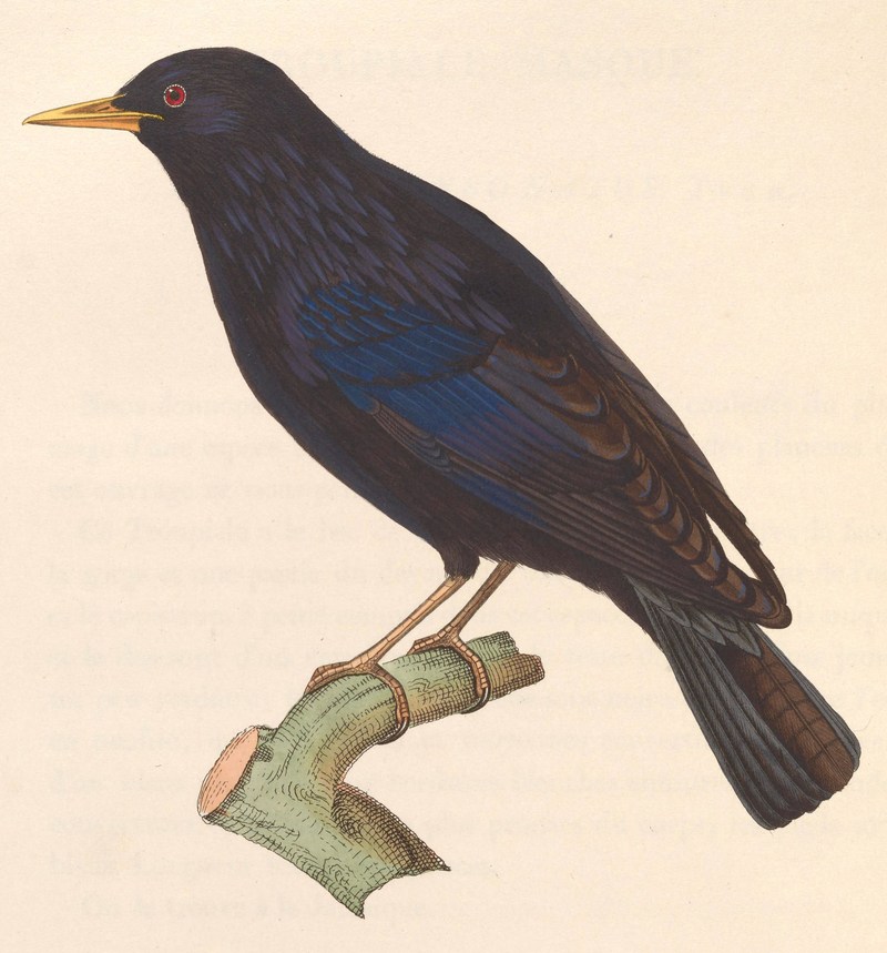spotless starling (Sturnus unicolor); DISPLAY FULL IMAGE.