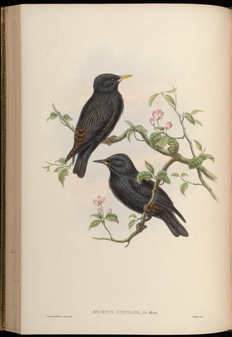 spotless starling (Sturnus unicolor); DISPLAY FULL IMAGE.