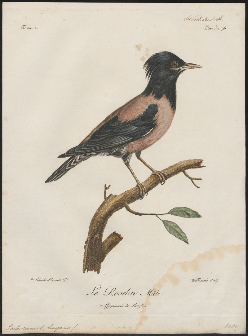 rosy starling (Pastor roseus); DISPLAY FULL IMAGE.