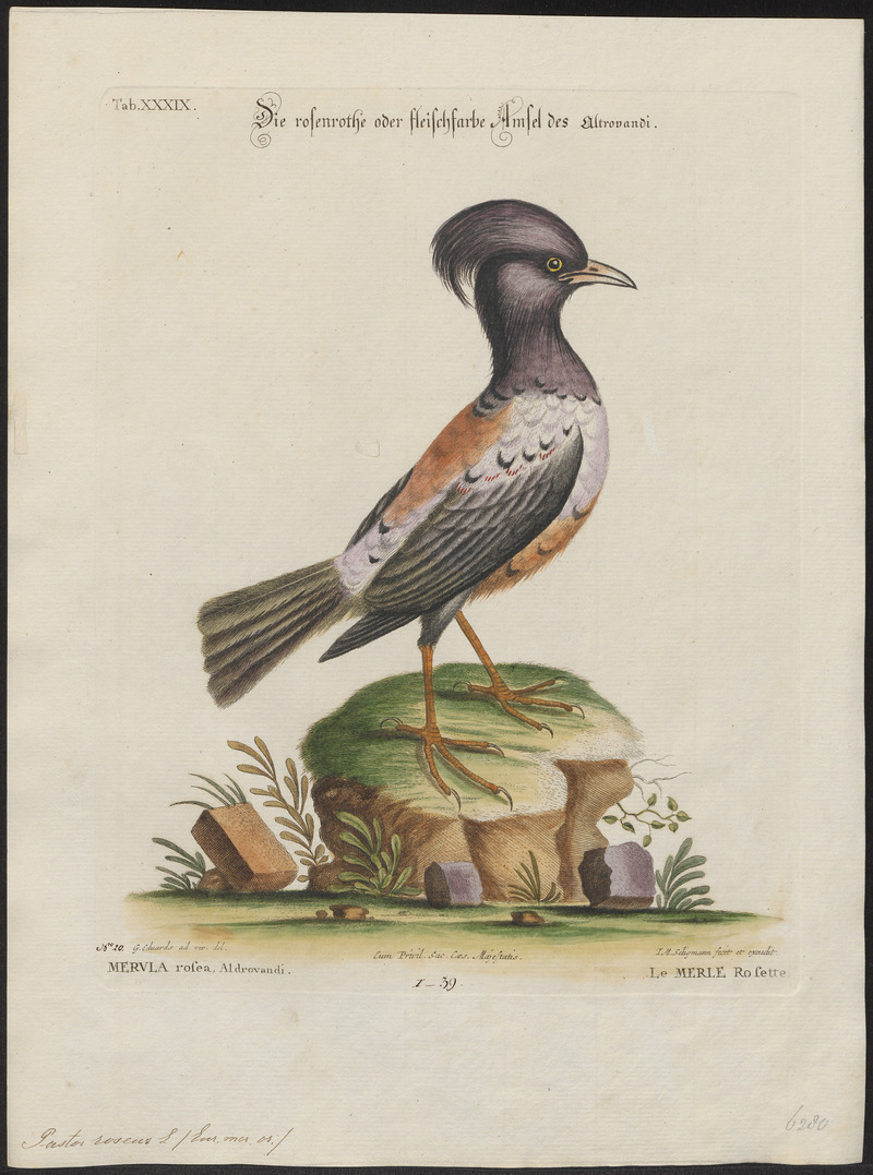 rosy starling (Pastor roseus); DISPLAY FULL IMAGE.