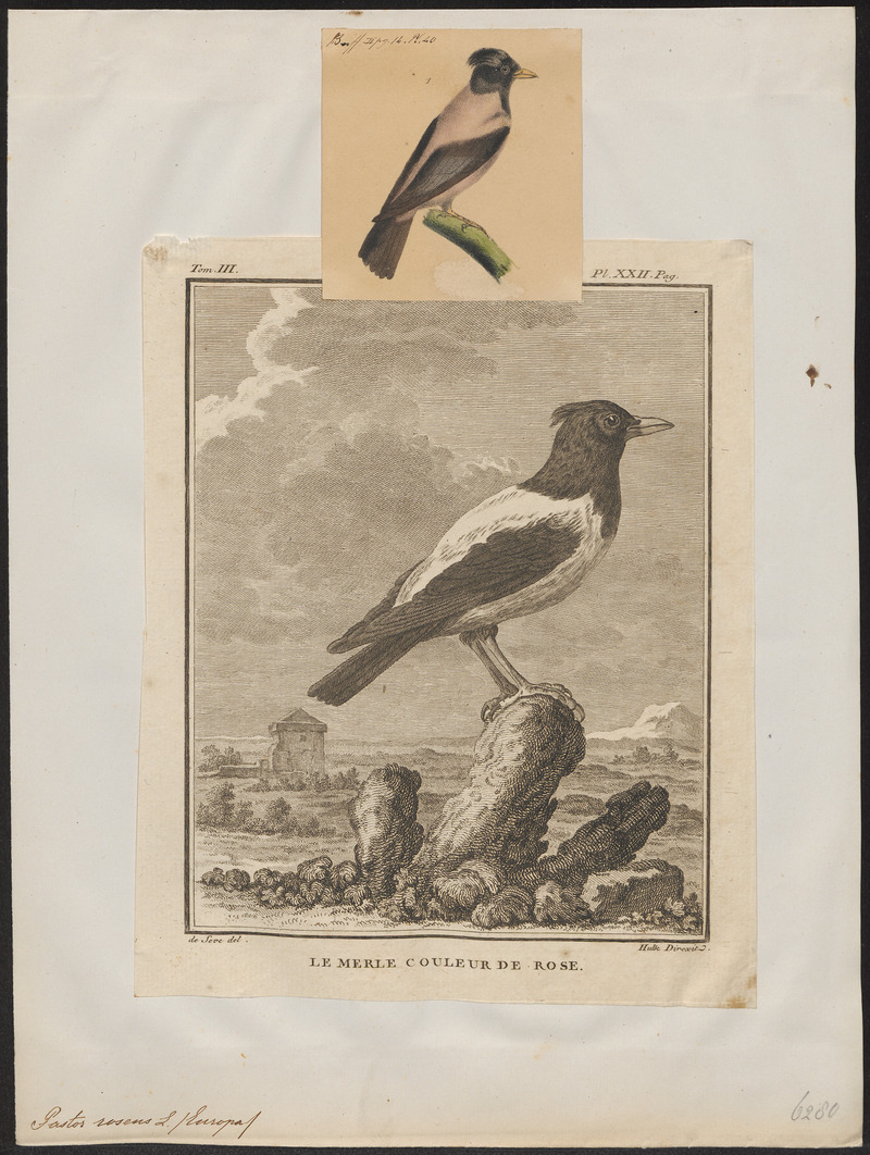 rosy starling (Pastor roseus); DISPLAY FULL IMAGE.