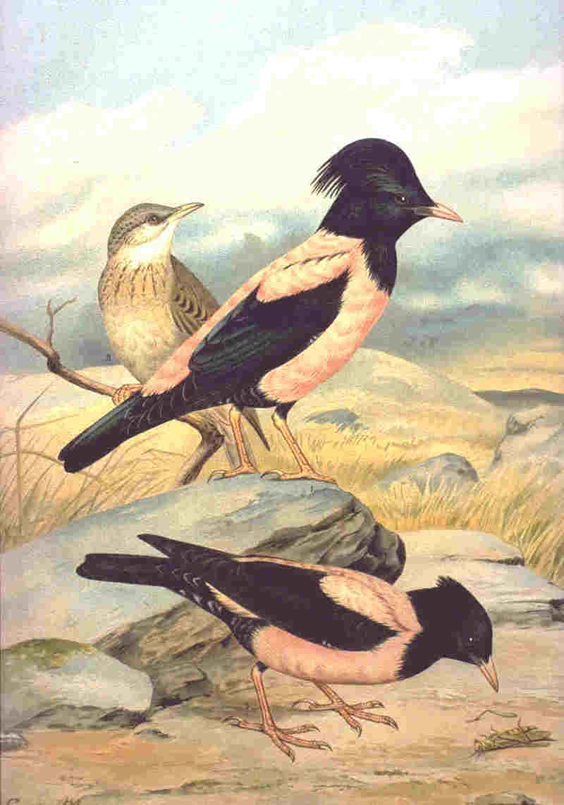 rosy starling (Pastor roseus); DISPLAY FULL IMAGE.