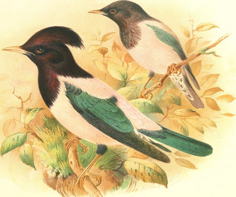rosy starling (Pastor roseus); DISPLAY FULL IMAGE.