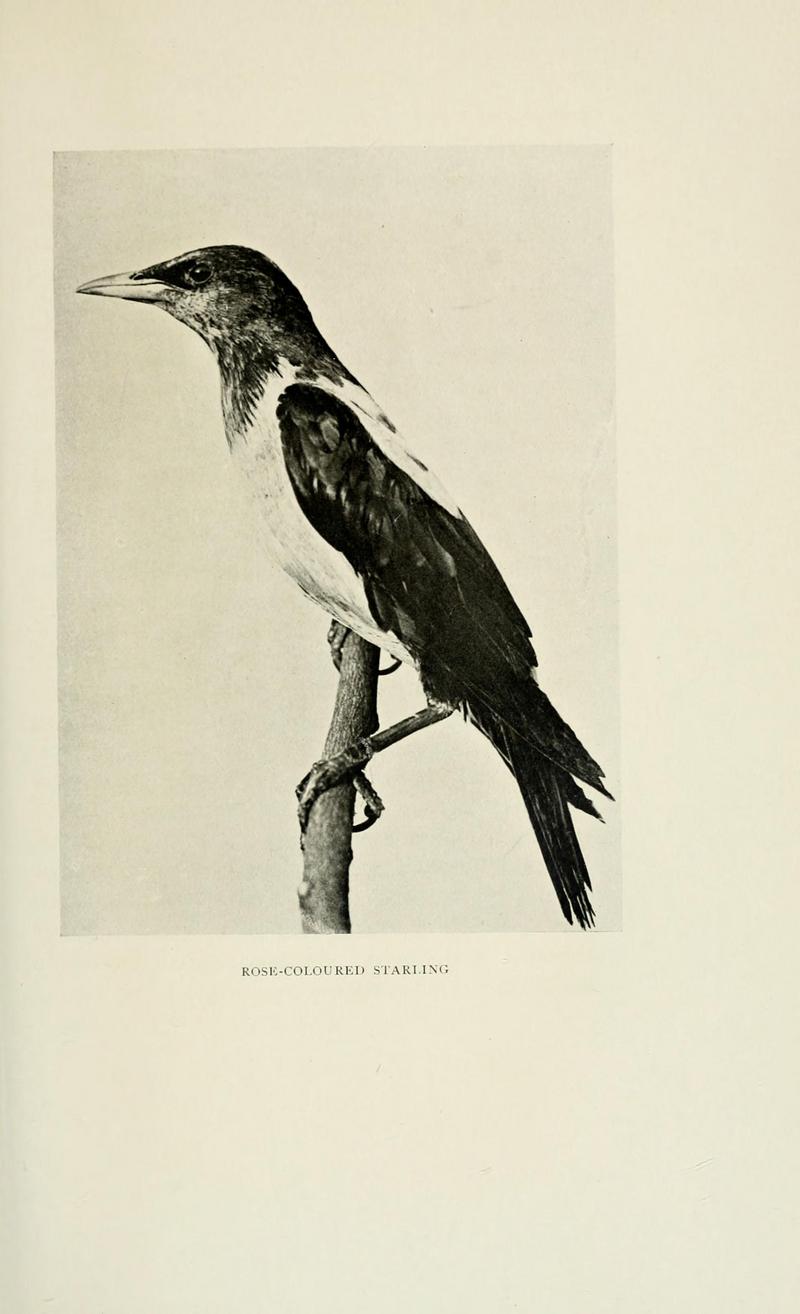 rosy starling (Pastor roseus); DISPLAY FULL IMAGE.