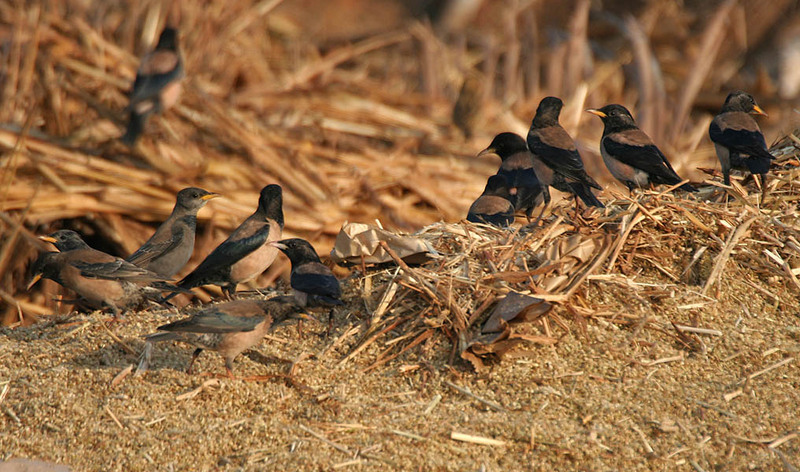 rosy starling (Pastor roseus); DISPLAY FULL IMAGE.