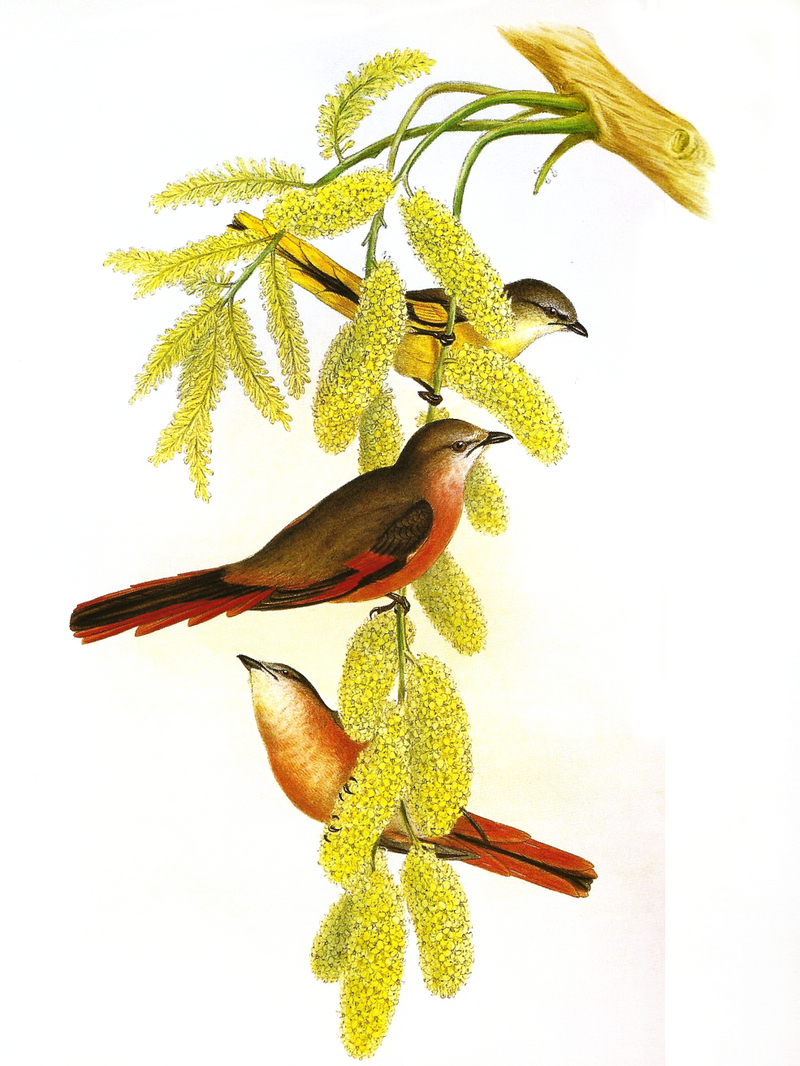 rosy minivet (Pericrocotus roseus); DISPLAY FULL IMAGE.