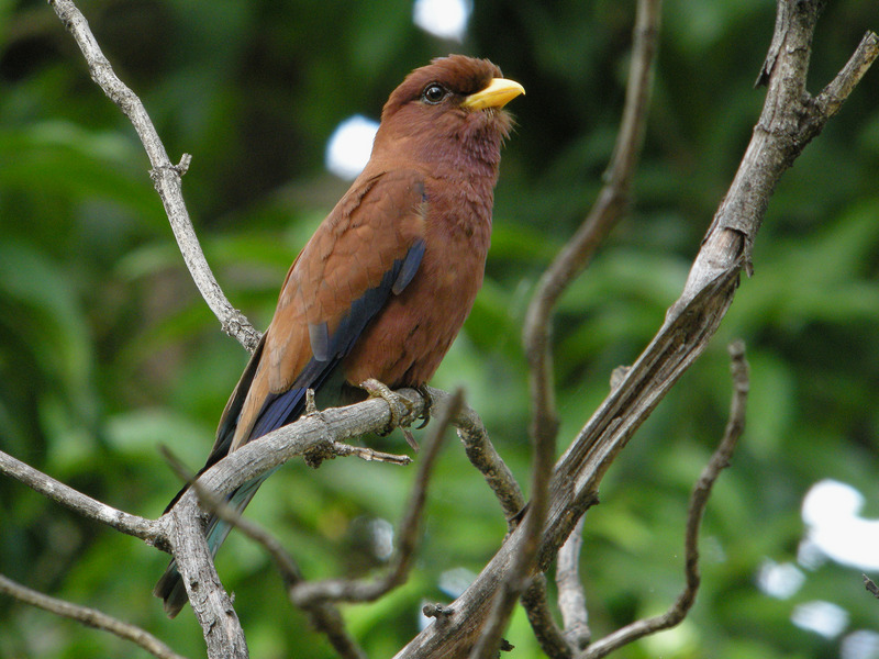 broad-billed roller (Eurystomus glaucurus); DISPLAY FULL IMAGE.