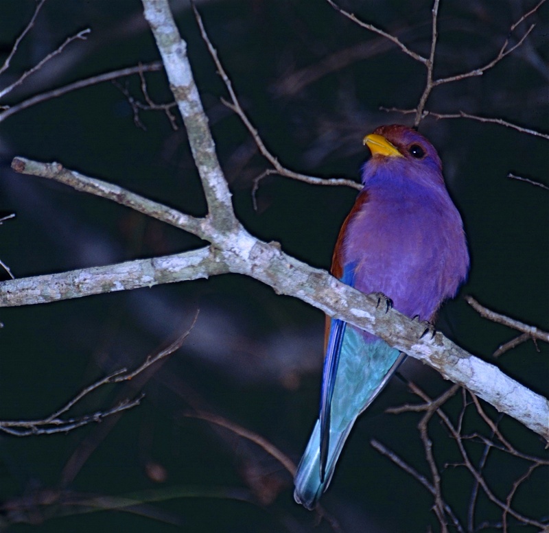 broad-billed roller (Eurystomus glaucurus); DISPLAY FULL IMAGE.