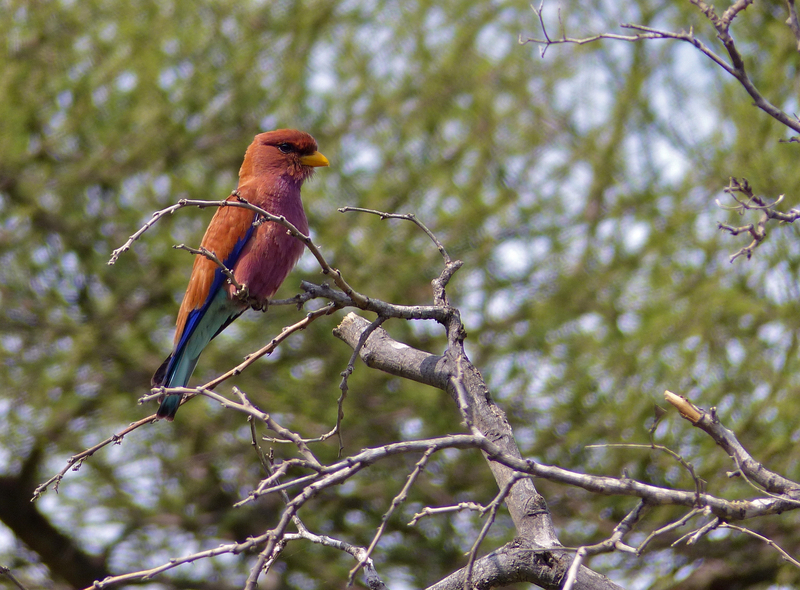 broad-billed roller (Eurystomus glaucurus); DISPLAY FULL IMAGE.