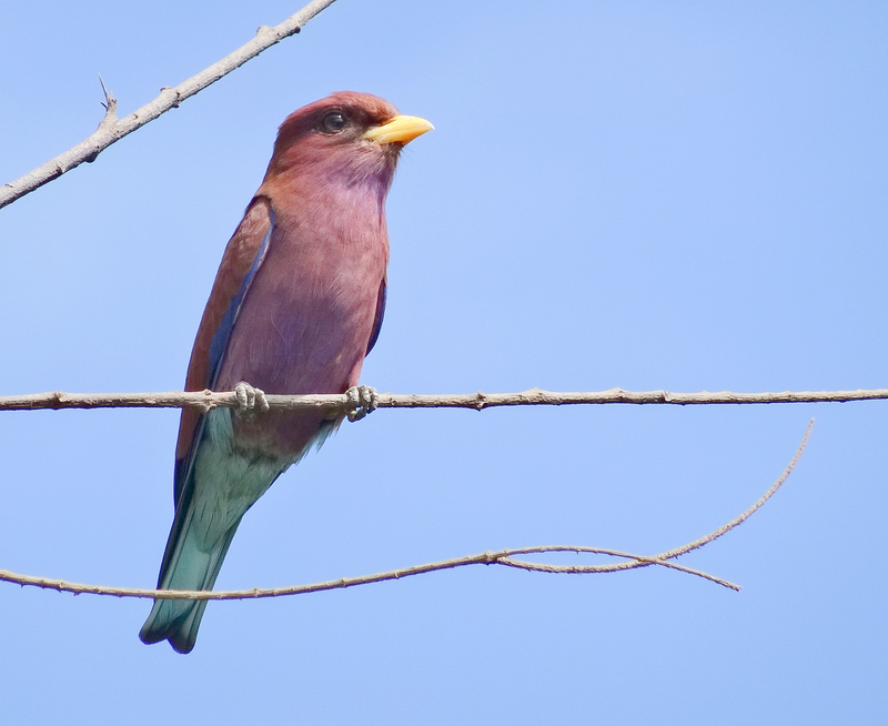 broad-billed roller (Eurystomus glaucurus); DISPLAY FULL IMAGE.
