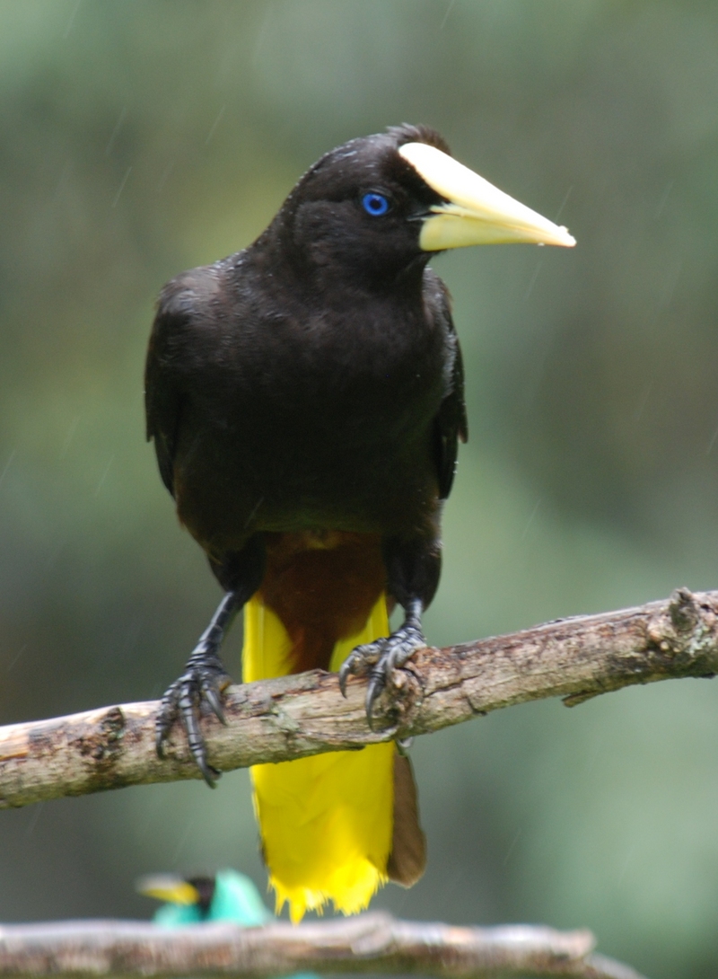 crested oropendola (Psarocolius decumanus); DISPLAY FULL IMAGE.