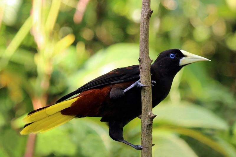 crested oropendola (Psarocolius decumanus insularis); DISPLAY FULL IMAGE.