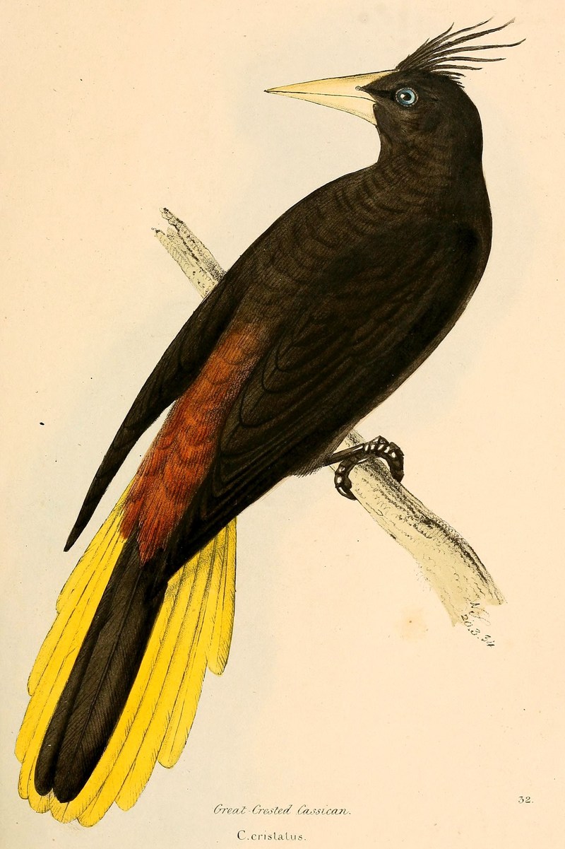 crested oropendola (Psarocolius decumanus); DISPLAY FULL IMAGE.