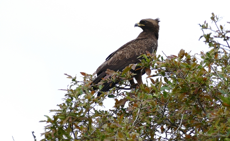 Wahlberg's eagle (Hieraaetus wahlbergi); DISPLAY FULL IMAGE.