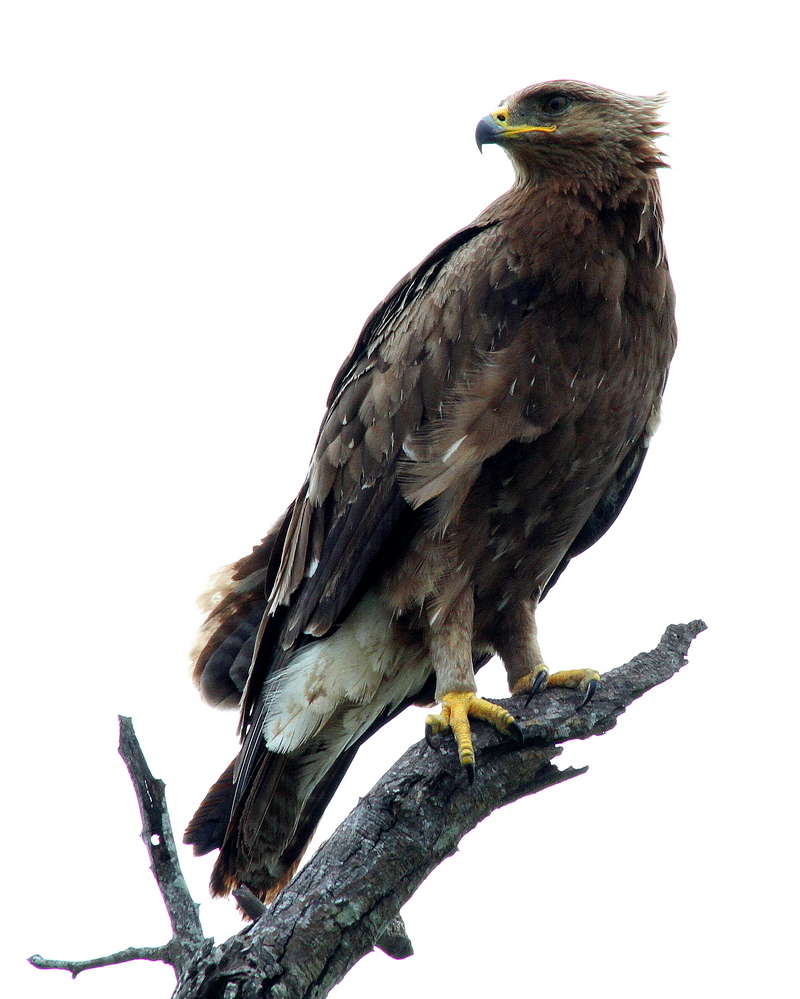 Wahlberg's eagle (Hieraaetus wahlbergi); DISPLAY FULL IMAGE.