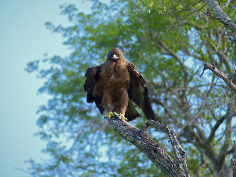 Wahlberg's eagle (Hieraaetus wahlbergi); DISPLAY FULL IMAGE.