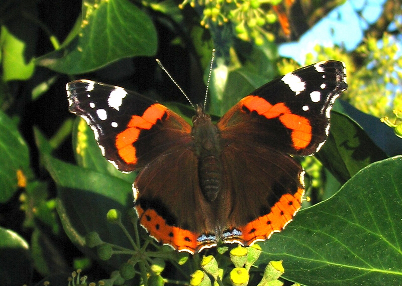 red admiral (Vanessa atalanta); DISPLAY FULL IMAGE.