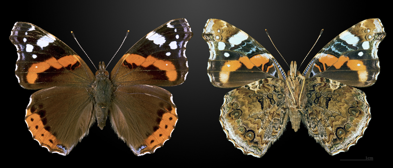 red admiral (Vanessa atalanta); DISPLAY FULL IMAGE.