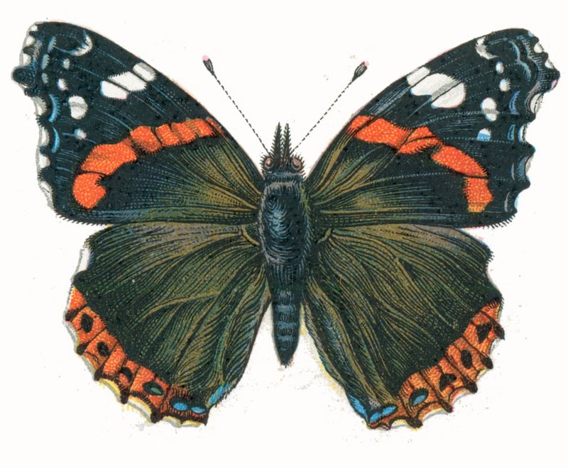 red admiral (Vanessa atalanta); DISPLAY FULL IMAGE.