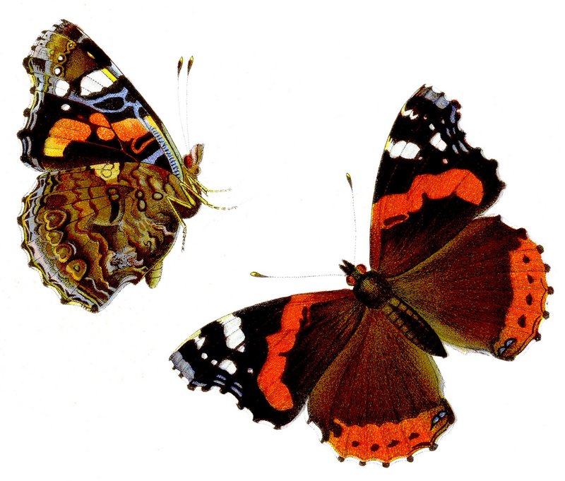 red admiral (Vanessa atalanta); DISPLAY FULL IMAGE.