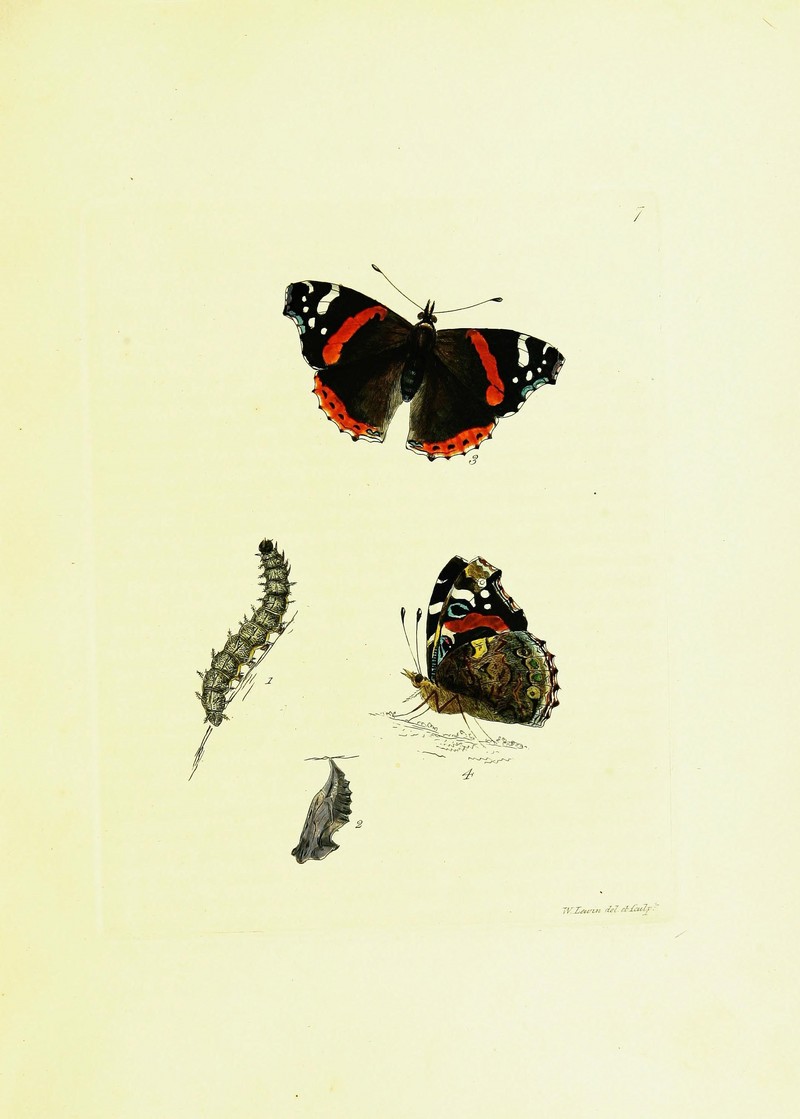 red admiral (Vanessa atalanta); DISPLAY FULL IMAGE.